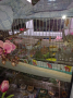 продавам мъжки и женски канар , снимка 1 - Канари - 44783219