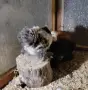 Продавам мини кохин, снимка 3