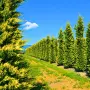Кипарис Лейланди „Gold Rider“ (Златен ездач) Cupressocyparis leylandii ‘Gold Rider’, снимка 6