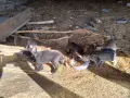Подарявам малки котета, снимка 1