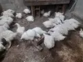 Кокошки                    ., снимка 2