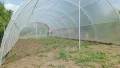 Нова оранжерия 60кв.м., снимка 1