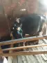 5 br mladi kravi bremeni kırjali, снимка 5