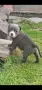 Американско були покет  American bully , снимка 1