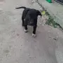 Продават се питбучета!, снимка 1
