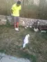 Котенца на 2,5 месеца, снимка 1