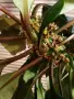 Плюеща палма- Euphorbia leuconeura , снимка 2
