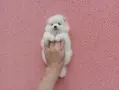 Женско Померанче. Снимки от днес!, снимка 4