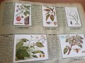 Царство България-Илюстрованъ Албумъ- Агрономия, снимка 5
