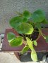 Зелено цвете парички , снимка 1 - Стайни растения - 41752053