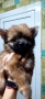 Продавам Йоркширски териер , снимка 7