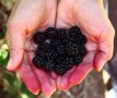 Висококачествени нови семена от хранителна Къпина без бодли Rubus rusticanus 50+ семена антиоксидант, снимка 16