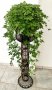  Гиностема петолистна, Джиаогулан,Gynostemma pentaphyllum , снимка 1 - Градински цветя и растения - 39828272