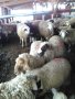 Продават се кочове,шилета и агнета, снимка 1 - Овце - 39505595