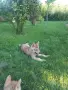 Чехословашки вълчак, снимка 2