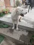 Алабай на 5 месеца , снимка 8
