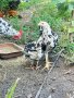 продавам ярки пилета яйца кокошки петли , снимка 2