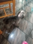 пудел той сребърен , снимка 6