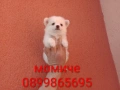 Мини Шпиц - Померан. Мъжки и женски кученца. , снимка 9