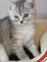 Шотландски клепоухи котенца, снимка 8