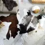 vidaXL Килим от волска кожа, черно и бяло, 150x170 см, снимка 2