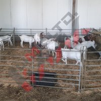 Прегради за овце и кози, снимка 2 - За селскостопански - 34655271