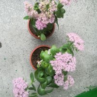 Дебела Мара . , снимка 1 - Градински цветя и растения - 30564840