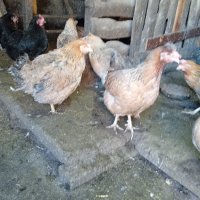 продавам кокошки,пуйки,патици, снимка 14 - Кокошки и пуйки - 44194982