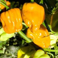 Корени оранжево хабанеро, снимка 1 - Стайни растения - 39833613