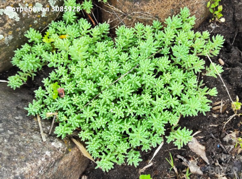 Скуленти за алпинеум различни видове., снимка 1