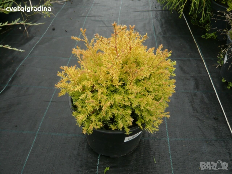 ✨ Thuja occidentalis ‘Rheingold’, снимка 1