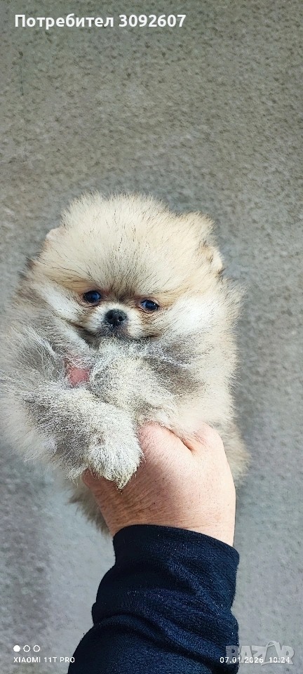 Померан момиче , снимка 1