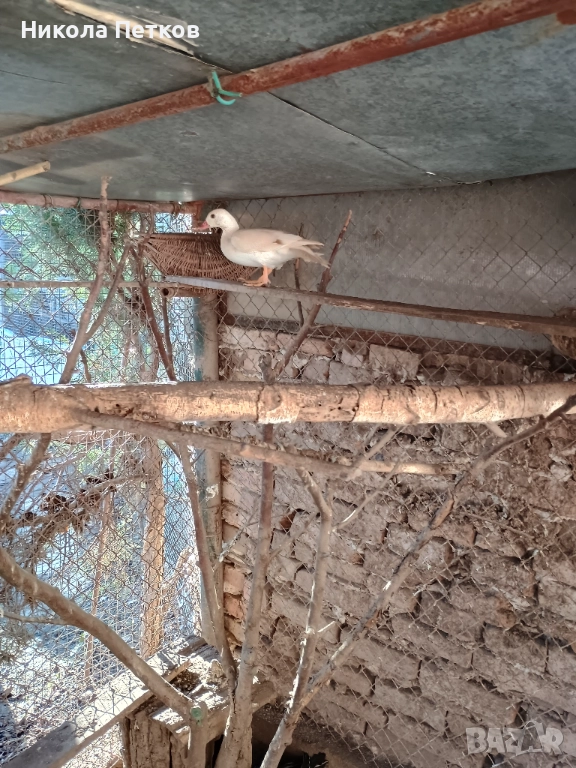 Патета мандаринки , снимка 1