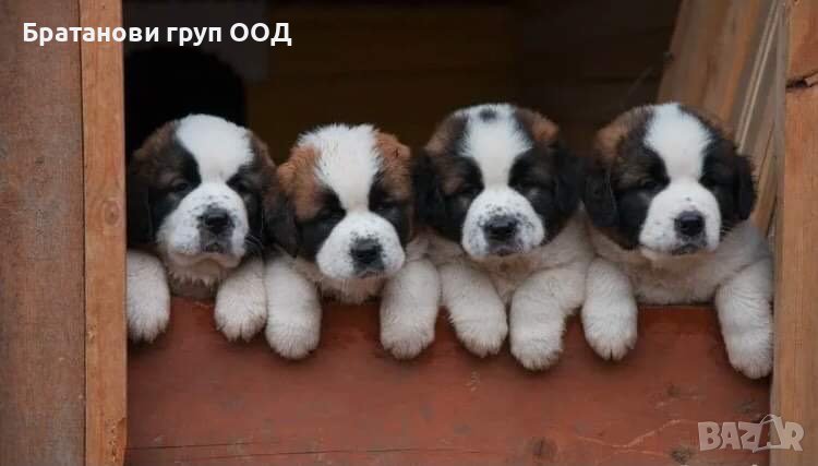 Санбернар, снимка 1