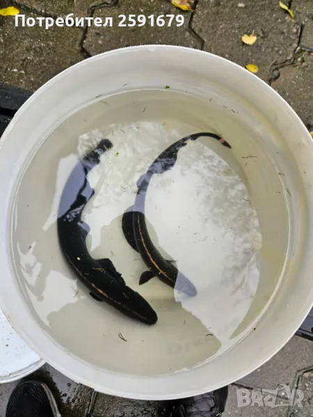 Риба Черен нож, снимка 1