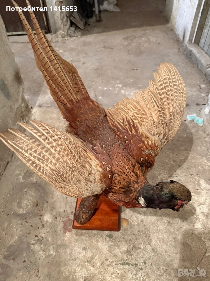 Продавам препариран фазан, снимка 1