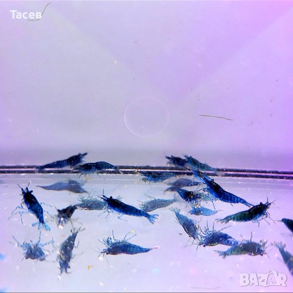 Скариди, снимка 1