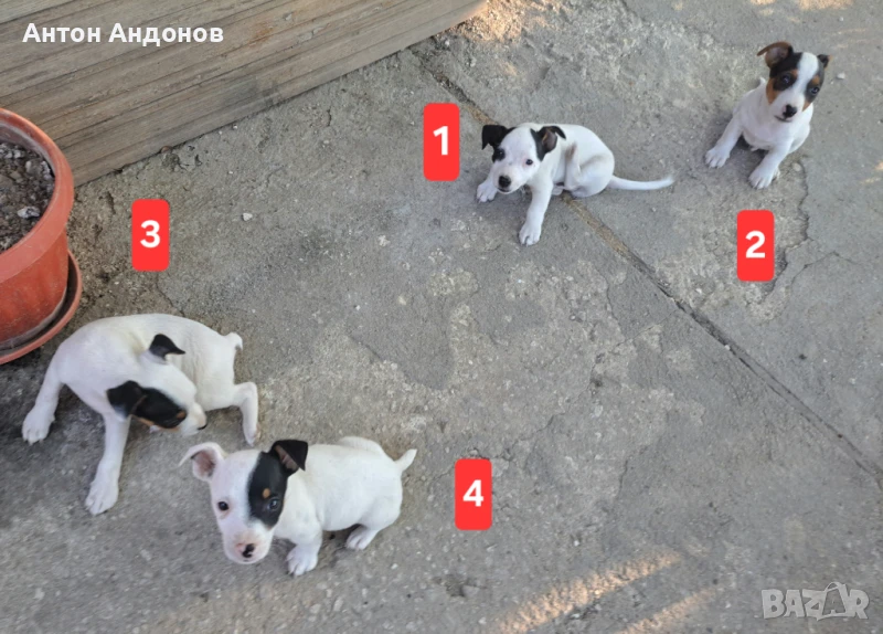 4 Малки Джак Ръсел Териер, снимка 1