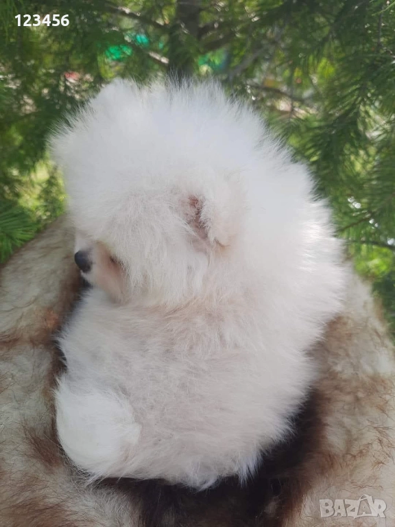 Бели Померани, снимка 1