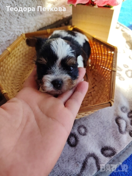 мини йоркширски териер бивър, снимка 1