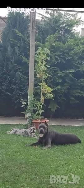 Продавам Кане Корсо женско на 2г и 2 м, снимка 1