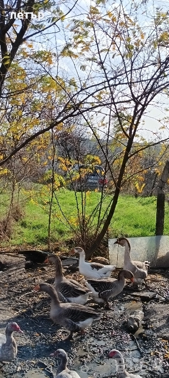гъски, снимка 1