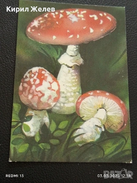Старо календарче серия диви гъби за КОЛЕКЦИЯ ДЕКОРАЦИЯ 35340, снимка 1