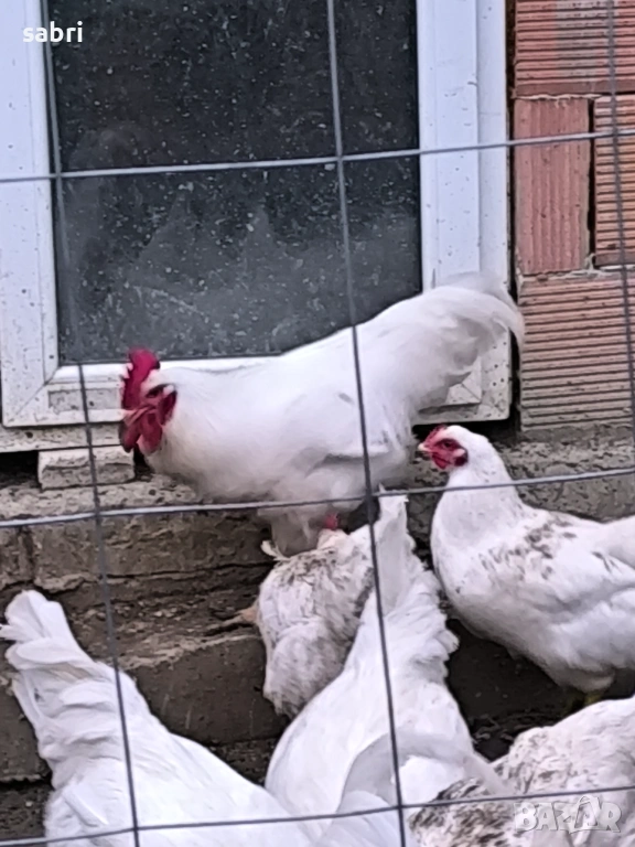 Огромни петли, снимка 1