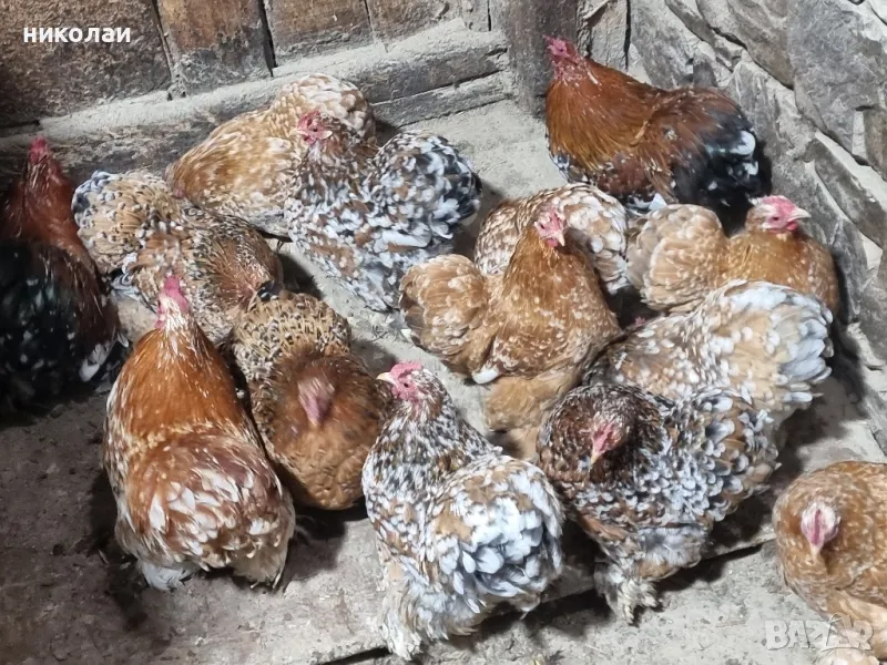 Продавам яйца от мини кохин порцелан, снимка 1