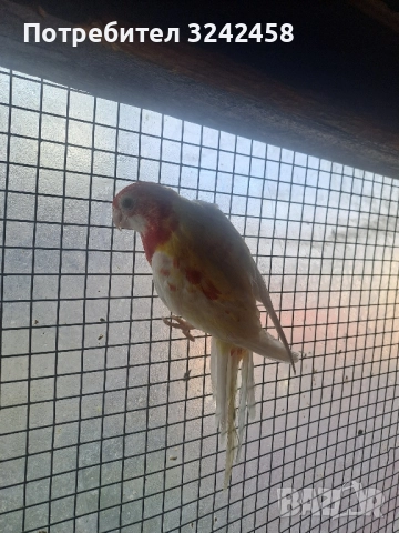 Продавам папагали и клетки , снимка 6 - Папагали - 52510763