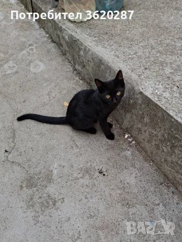 Малки бездомни котета, снимка 2 - Други - 55779072