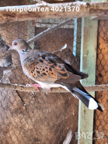 Костенуркови гургулици 