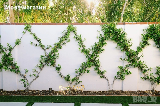 Бръшлян, снимка 8 - Градински цветя и растения - 53645925