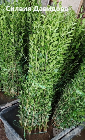 0.70 лв Лигуструм на корен, снимка 2 - Градински цветя и растения - 52023071